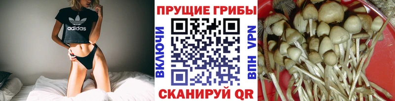 Псилоцибиновые грибы Psilocybine cubensis  наркотики  Подпорожье 